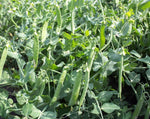 Load image into Gallery viewer, Shelling Pea (Bush) - Green Arrow