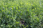 Load image into Gallery viewer, Shelling Pea (Bush) - Homesteader