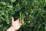 Load image into Gallery viewer, Shelling Pea (Bush) - Homesteader