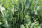 Load image into Gallery viewer, Shelling Pea (Bush) - Homesteader
