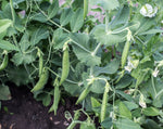 Load image into Gallery viewer, Snap Pea (Bush) - Sugar Daddy