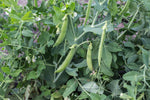Load image into Gallery viewer, Snap Pea (Bush) - Sugar Daddy