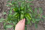 Load image into Gallery viewer, Pepper (Sweet) - Vinedale