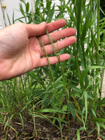 Load image into Gallery viewer, Stipa - Porcupine Grass