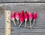 Load image into Gallery viewer, Radish - French Breakfast
