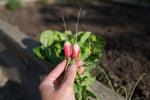 Load image into Gallery viewer, Radish - French Breakfast
