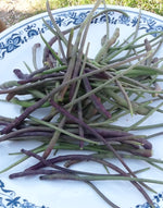 Load image into Gallery viewer, Radish - Rat's Tail