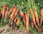 Load image into Gallery viewer, Carrot - Chantenay