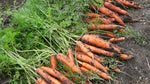 Load image into Gallery viewer, Carrot - Chantenay