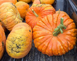 Load image into Gallery viewer, Pumpkin - Rouge vif d'Etampes