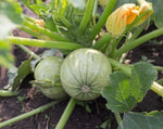 Load image into Gallery viewer, Squash (Zucchini) - Round