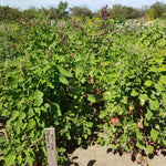 Load image into Gallery viewer, Quinoa - Black