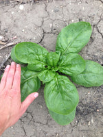 Load image into Gallery viewer, Spinach - Prickly Seeded