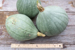 Load image into Gallery viewer, Squash (Winter) - Blue Ballet