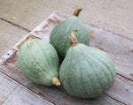 Load image into Gallery viewer, Squash (Winter) - Blue Ballet