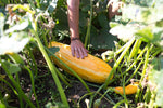 Load image into Gallery viewer, Squash (Winter) - Gete-Okosomin
