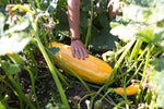 Load image into Gallery viewer, Squash (Winter) - Gete-Okosomin