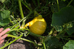 Load image into Gallery viewer, Squash (Winter) - Red Kuri (Hokkaido)