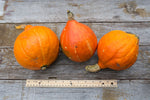 Load image into Gallery viewer, Squash (Winter) - Red Kuri (Hokkaido)