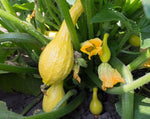 Load image into Gallery viewer, Squash (Summer) - Yellow Crookneck
