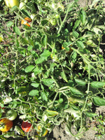 Load image into Gallery viewer, Atom