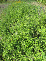 Load image into Gallery viewer, Camp Joy