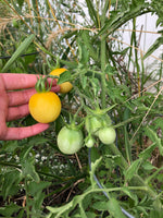 Load image into Gallery viewer, Ghost Cherry