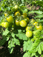 Load image into Gallery viewer, Little Yellow Pot Tomato