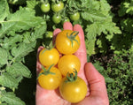 Load image into Gallery viewer, Little Yellow Pot Tomato