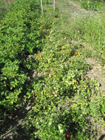 Load image into Gallery viewer, Petitebec