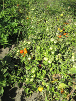 Load image into Gallery viewer, Petitebec