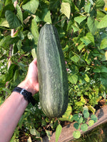 Load image into Gallery viewer, Squash (Zucchini) - Costata Romanesco