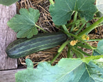 Load image into Gallery viewer, Squash (Zucchini) - Costata Romanesco