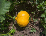 Load image into Gallery viewer, Squash (Winter) - Mandan