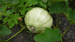 Load image into Gallery viewer, Squash (Winter) - Blue Ballet