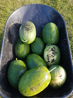 Load image into Gallery viewer, Watermelon - Sweet Siberian