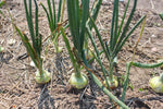 Load image into Gallery viewer, Onion - Yellow Globe Danvers
