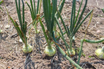 Load image into Gallery viewer, Onion - Yellow Globe Danvers