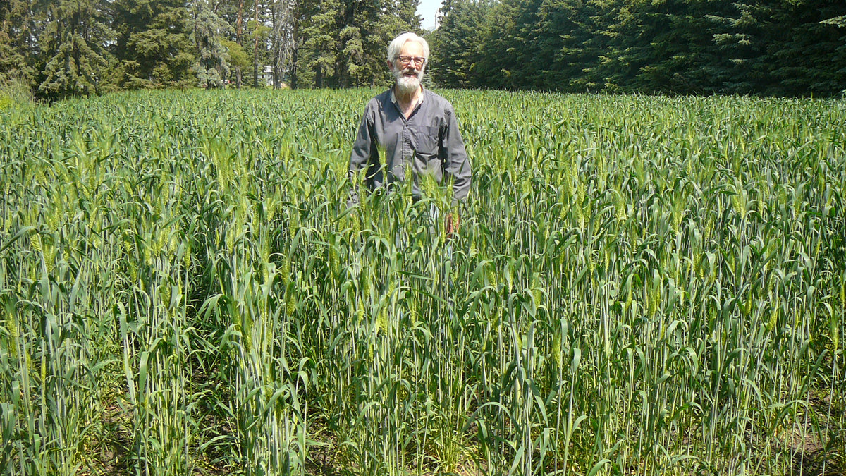 Rivet Wheat Prairie Garden Seeds