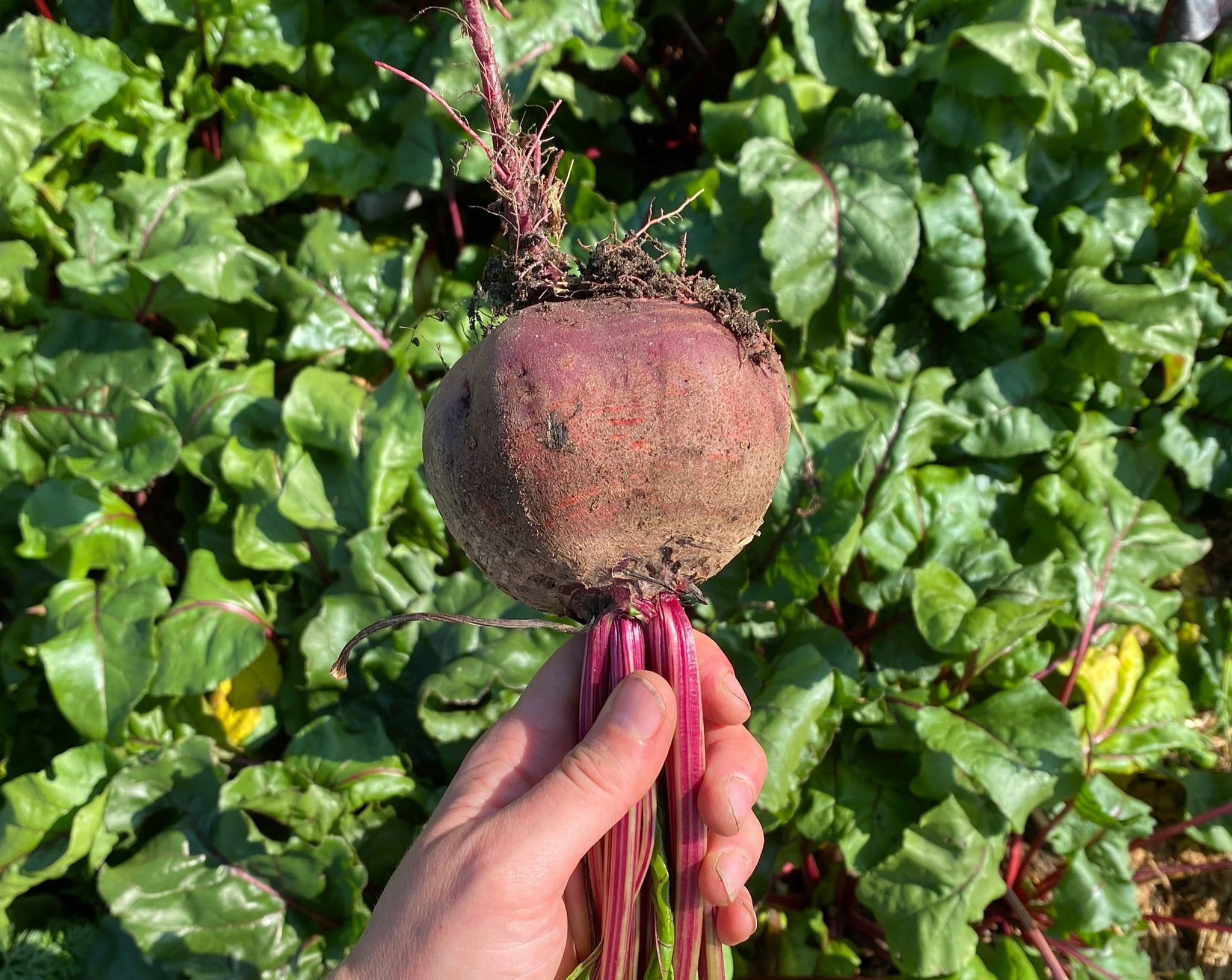野菜 Rita55 入荷情報】うえだみどり大根入荷中 | 畑とつながるA・コープ | 長野県A