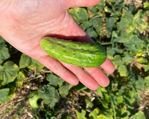 Cucumber - Bush Pickle
