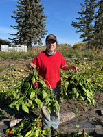 Load image into Gallery viewer, Pepper (Sweet) - King of the North
