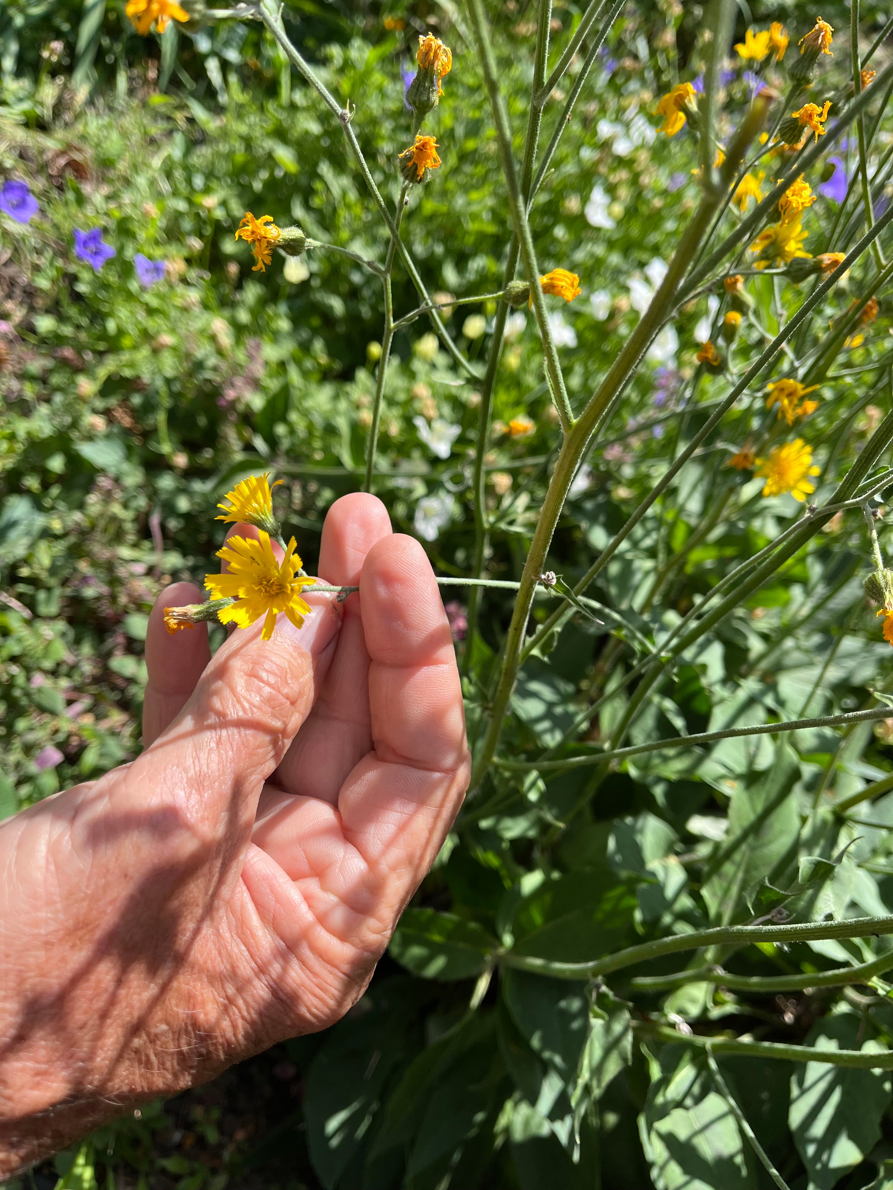 Hieracium - Spotted Hawkweed