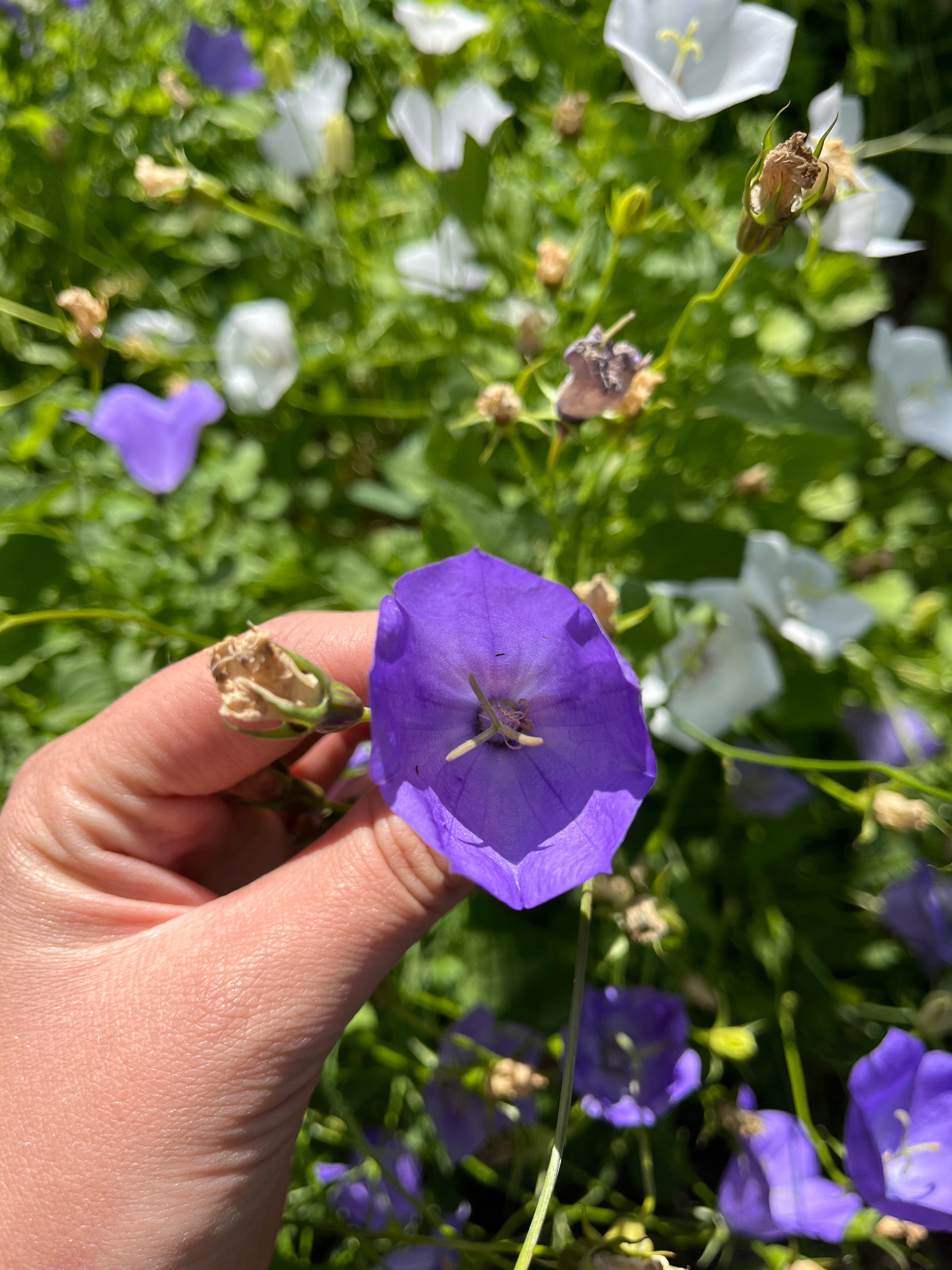 Campanula - Carpathian/Tussock Bellflower
