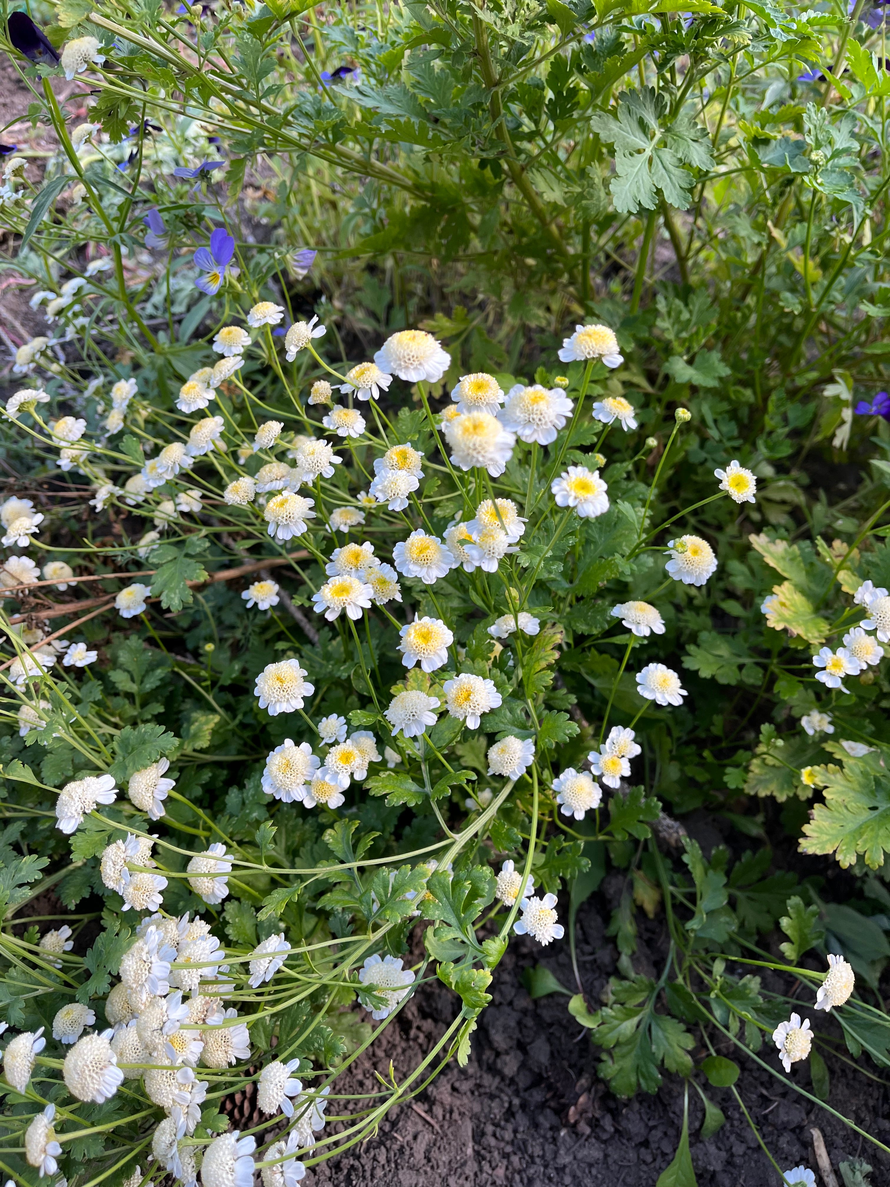 Tanacetum - Feverfew