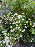 Load image into Gallery viewer, Tanacetum - Feverfew
