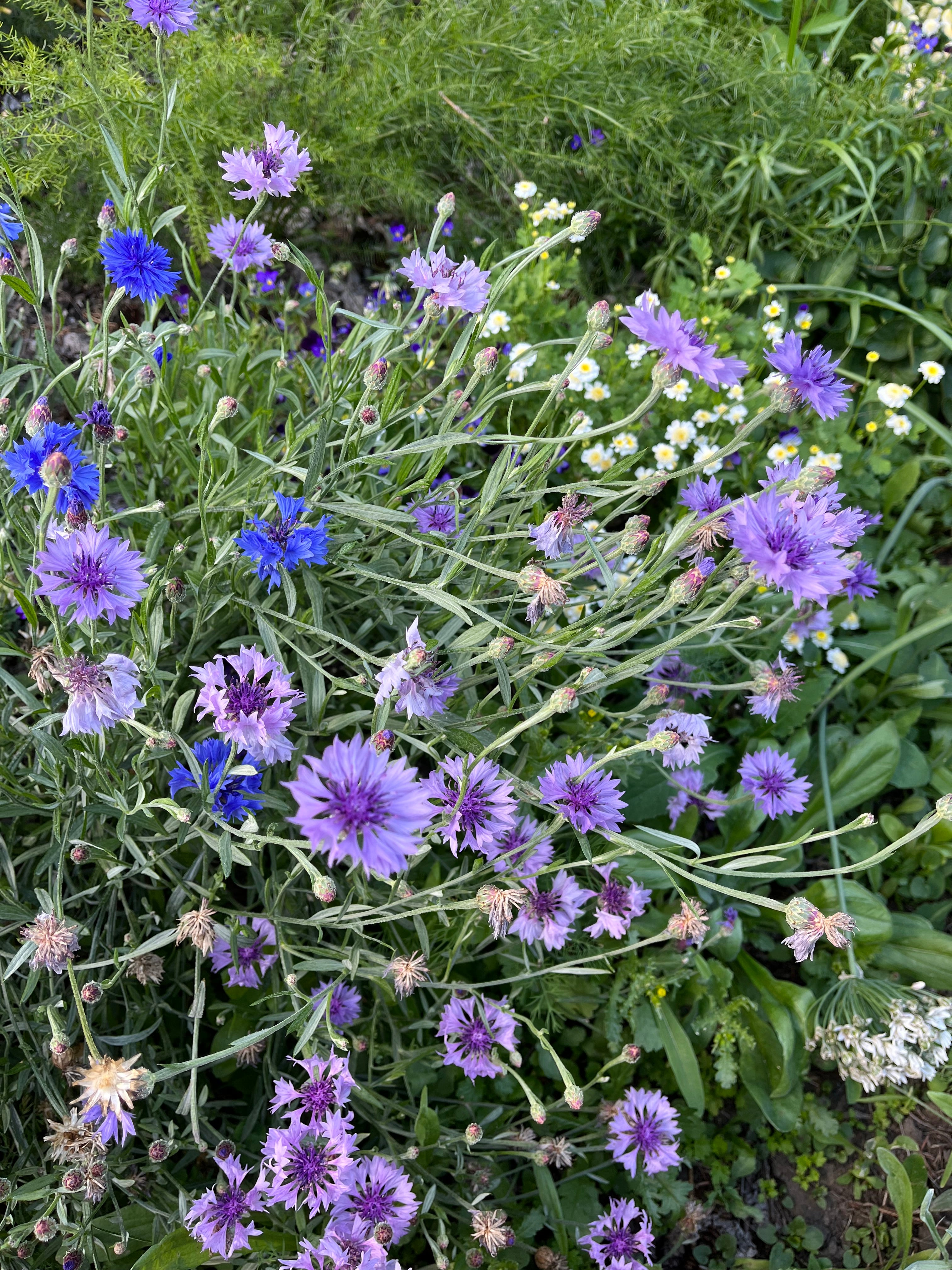 Centaurea - Bachelor's Button