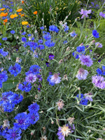 Load image into Gallery viewer, Centaurea - Bachelor&#39;s Button
