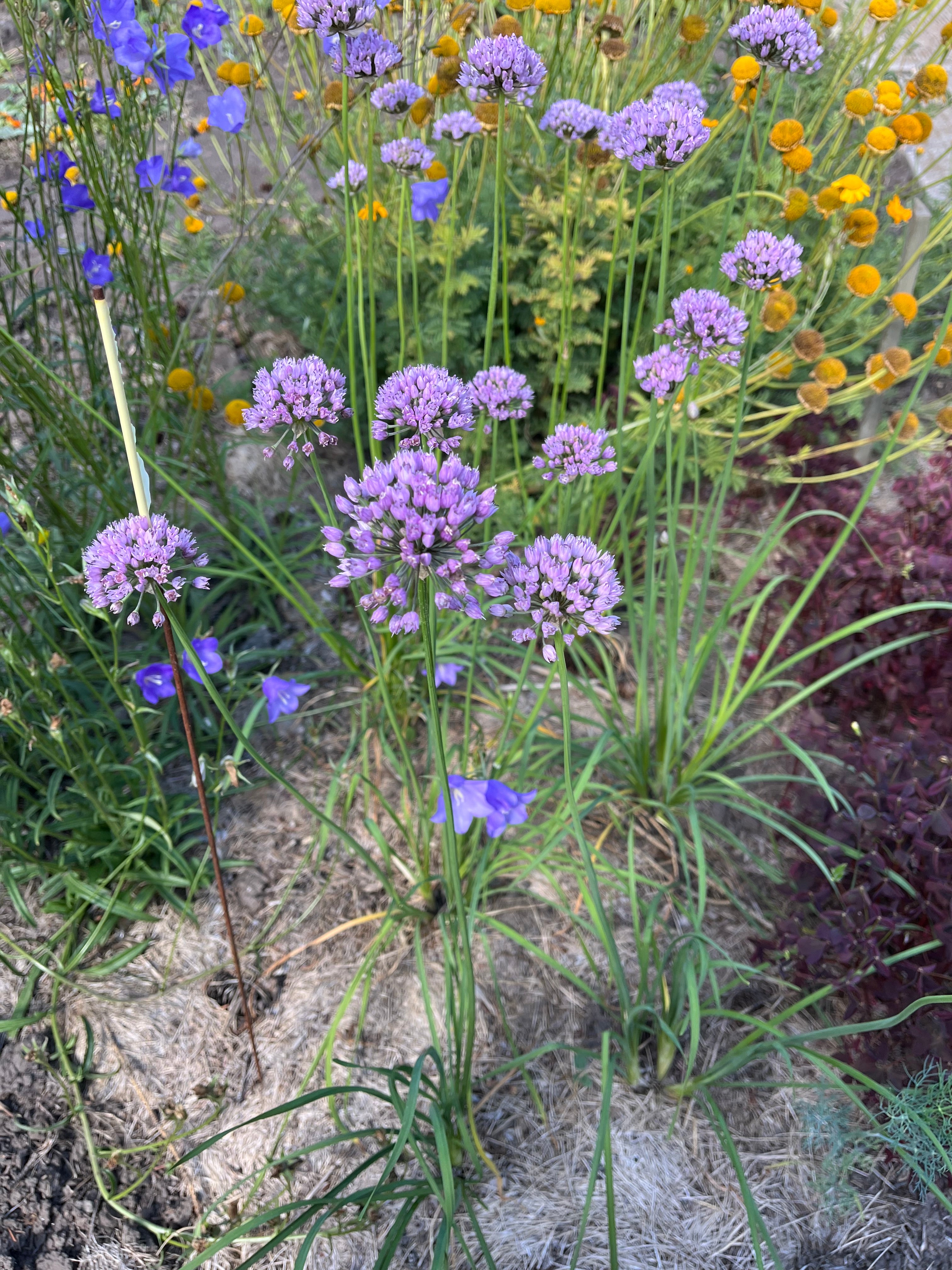 Allium - Mouse Garlic
