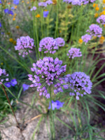 Load image into Gallery viewer, Allium - Mouse Garlic
